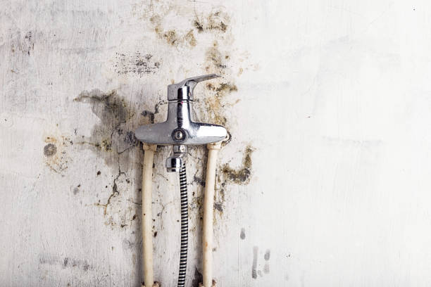 Best Health and Safety Mold Remediation in Delshire, OH