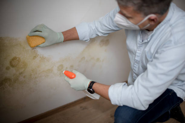 Trusted Delshire, OH Mold Remediation Experts