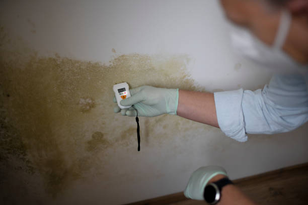 Best Residential Mold Remediation in Delshire, OH