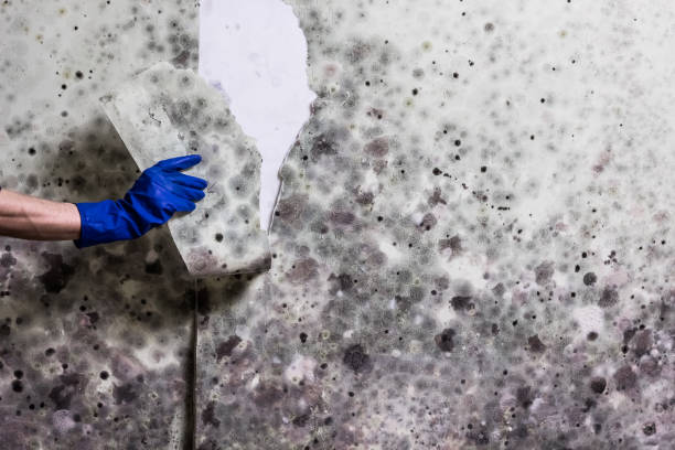 Best Black Mold Remediation in Delshire, OH