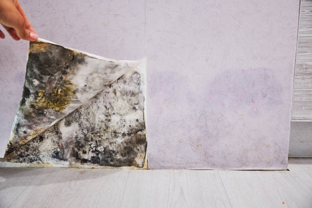 Best Attic Mold Remediation in Delshire, OH